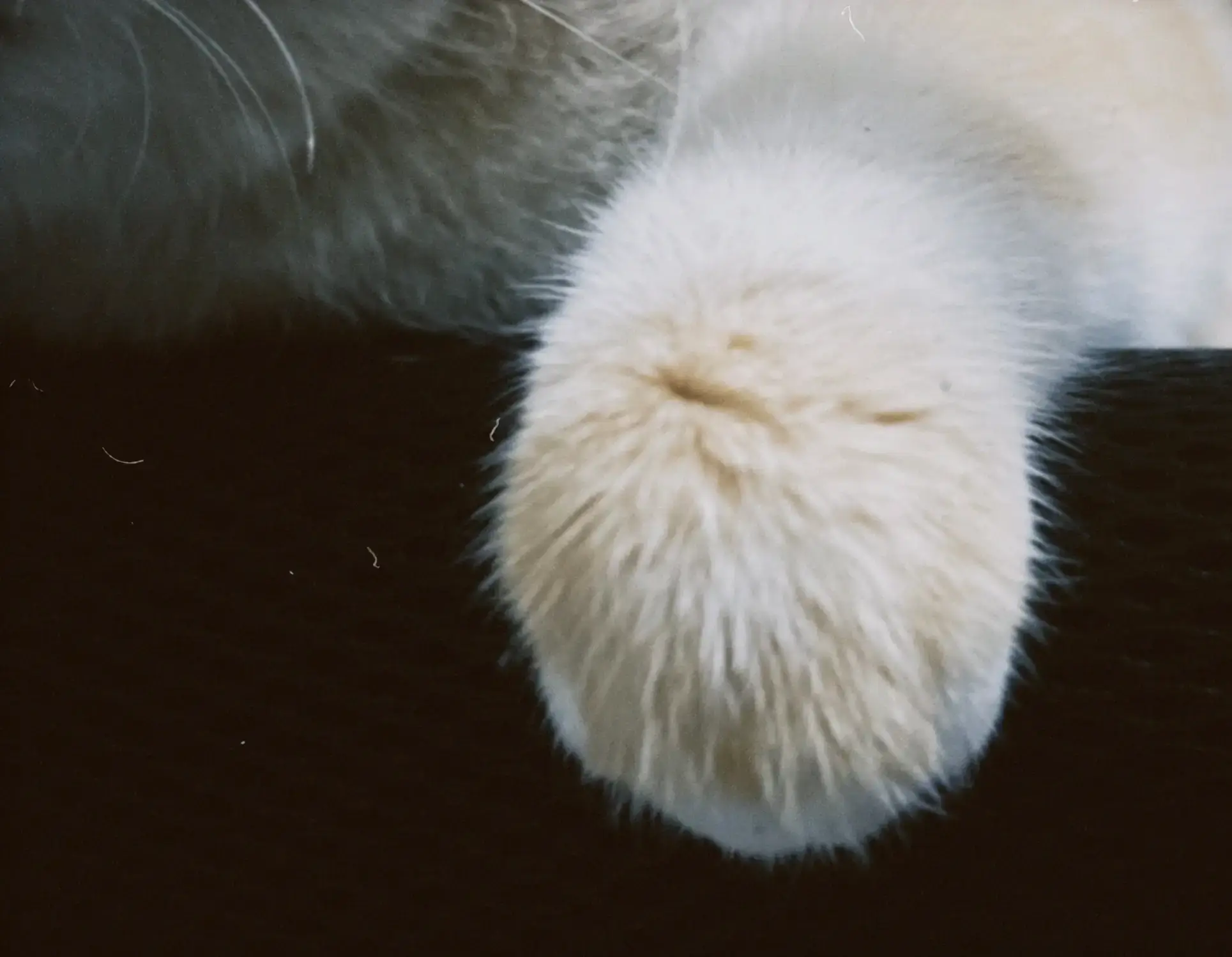 A cute cat at a friend's place