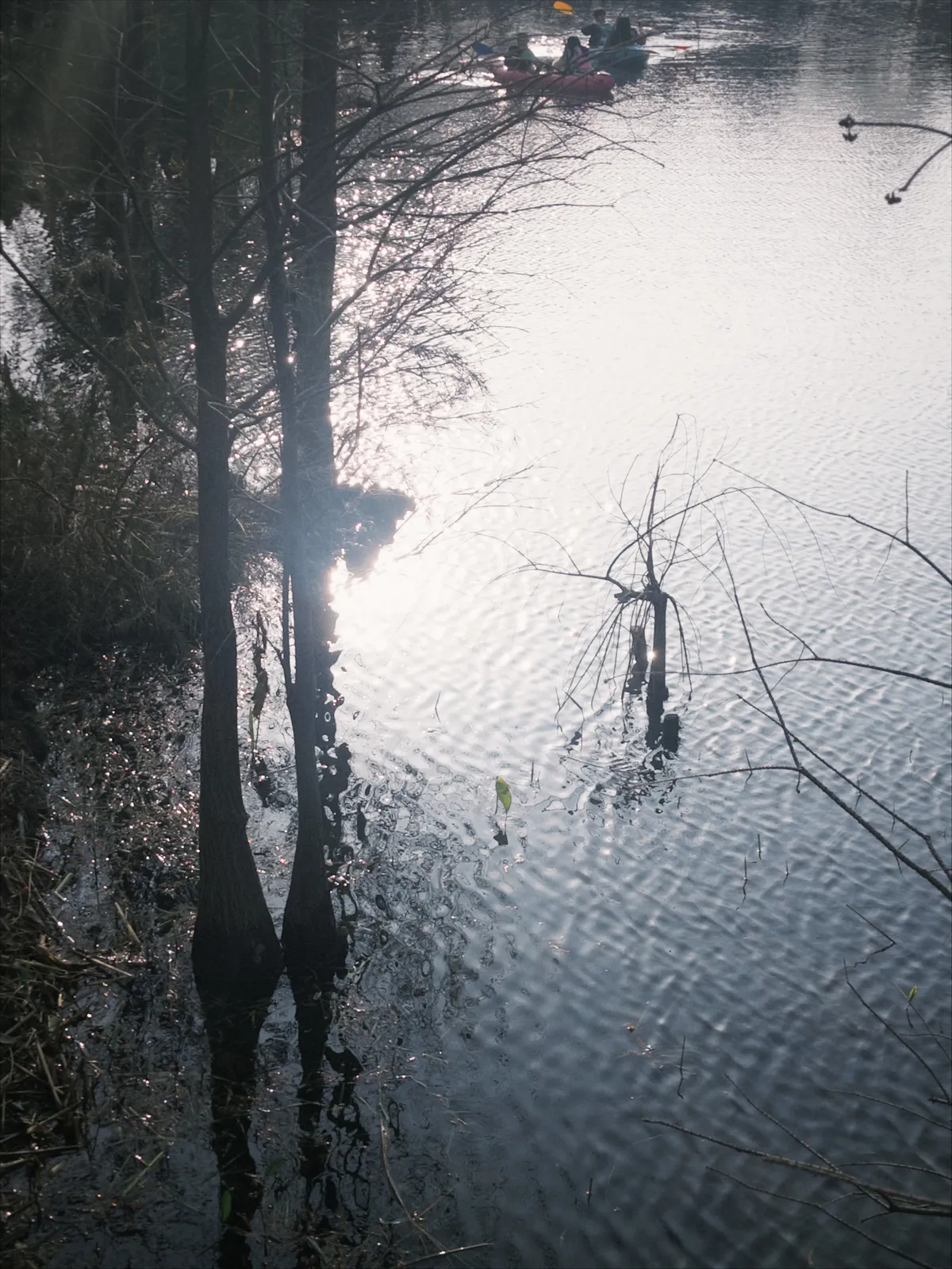Early spring cherry blossoms at the botanical garden
