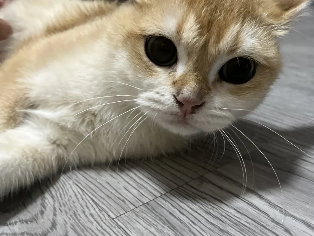 A cute cat at a friend's place